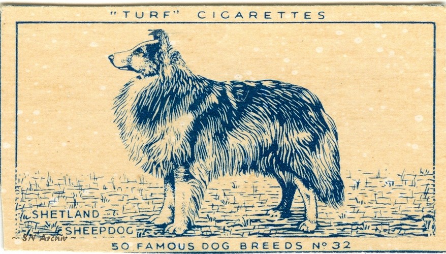 Turf Cigarette Card 