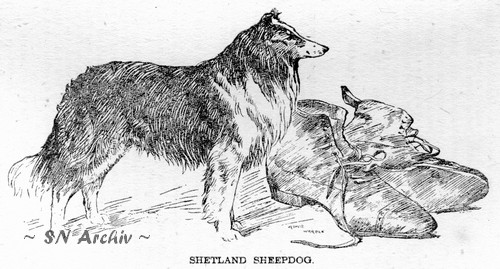 Shetland Sheepdog sketch by Arthur Wardle