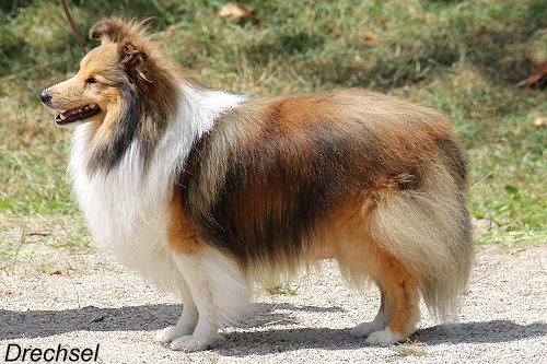 Shelridge Santino