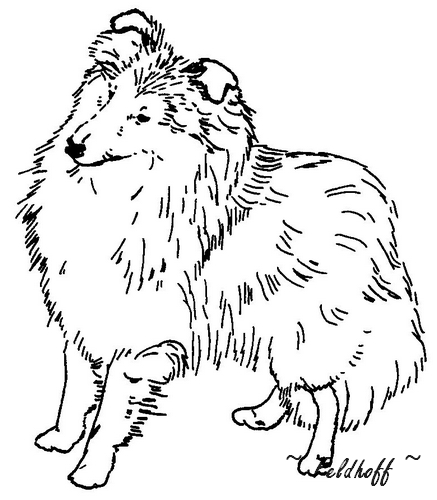 drawing sheltie standing