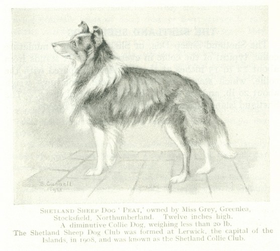 Page 67: Peat (Grey's), Dogs And How To Know Them, Ash, 1925