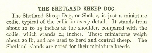 Page 66: Dogs And How To Know Them, Ash, 1925