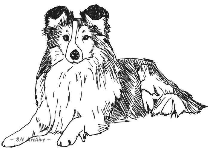 1970 Hunde drawing sheltie