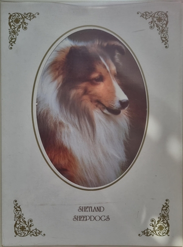 Kennelog Shetland Sheepdogs 1989