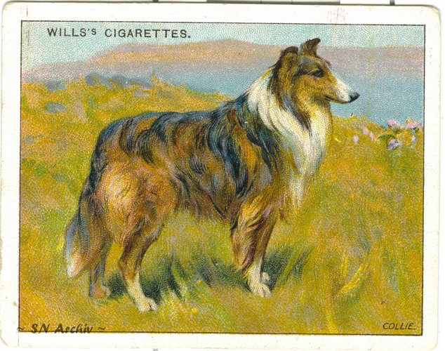Cigarette Card Collie (Wills)