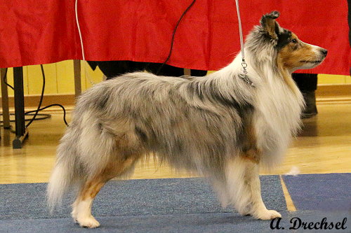 Xin Zhao Fifa Rafa (FCI) JKR