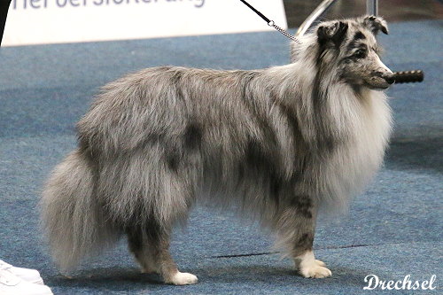 Felino