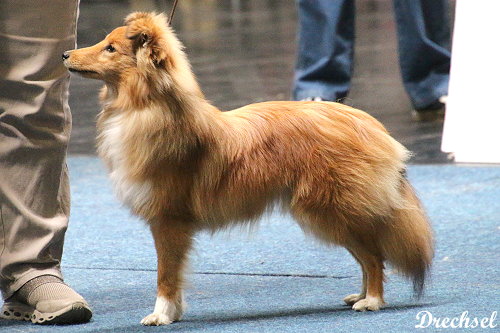 Ginger