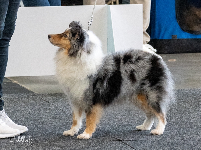 VKH Blue Dream 't Wijnmeer