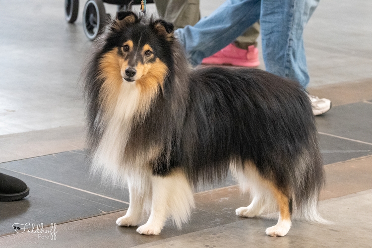 ZwKR Inverey from little Robin Hood