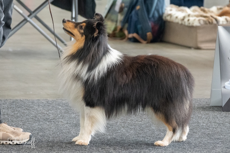 ZwKR Shellrick's Taken By Storm