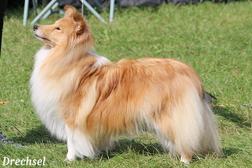 ChKH Chesslike Reflection