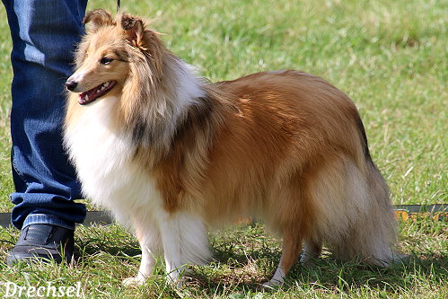 JKH Zoe vom Haubergsland