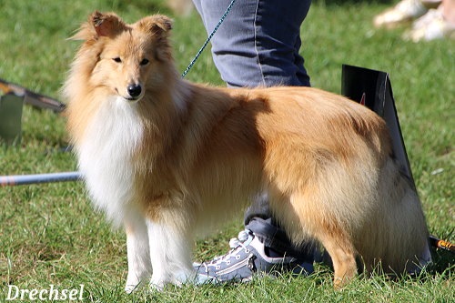 JKR Akito vom Haubergsland