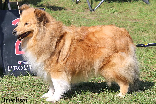 ChKH Annazobelle's Magnificent Marabelle