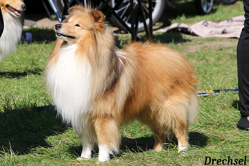 ChKR Chesslike Prototype