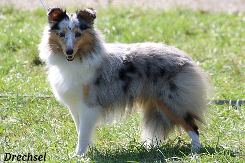 JKH Keep up Kiwi Dreamgirl of Plush Power