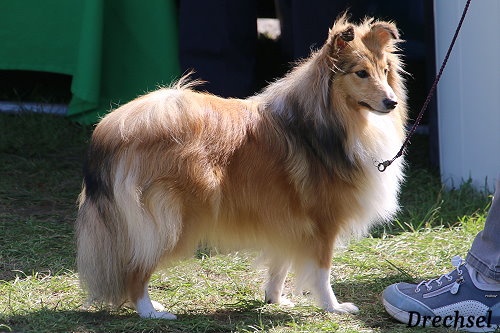 JKH Zoe vom Haubergsland