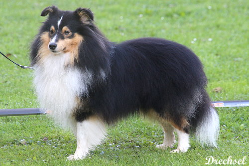 ChKR Sanyo vom Haubergsland