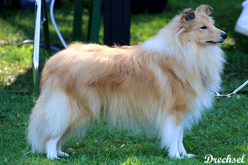 JKH Aponi vom Haubergsland