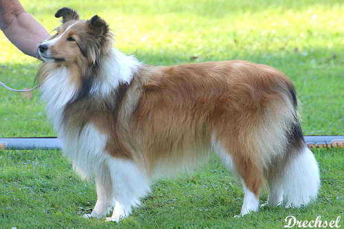 JKH Melody of Sunrise Liceliette