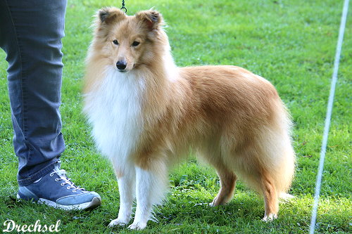 JKR Akito vom Haubergsland