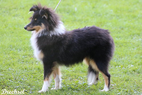 WKH Quality Time von der Rosenranke