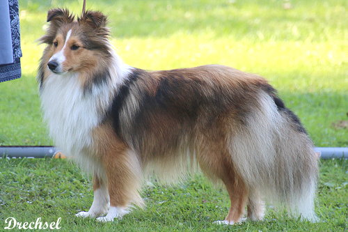 ZwKH Valentina vom Berghof Engelsbrand