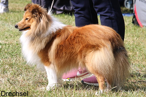 Oberon