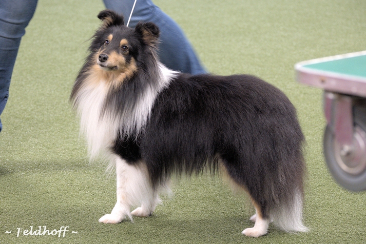 Ready To Rock Lego from the crazy Shelties