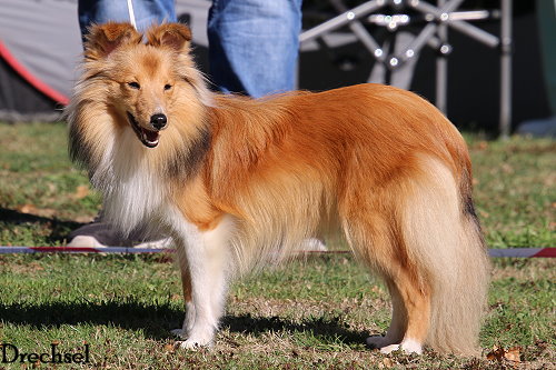 2026.09.12.Gäufelden.JKH.Hollys Dreampaws Nice Namika