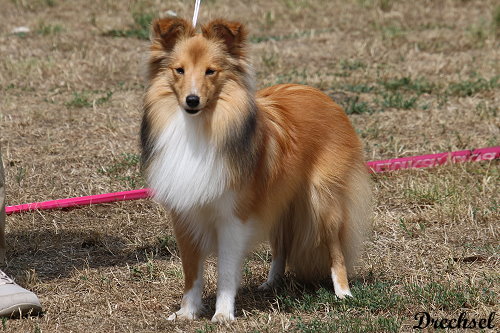 2026.07.19.Neustadt.JKH.Hollys Dreampaws Nice Namika