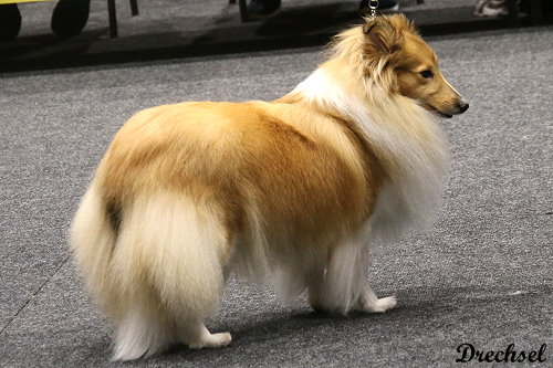 2026.03.14.Offenburg.ChKH.Sirius Lake Ukulele Hawaiian Symphony