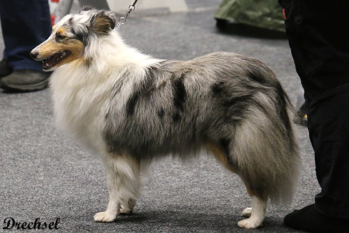 2026.03.14.Offenburg.JKH.Achors Surprise Luxury Lady