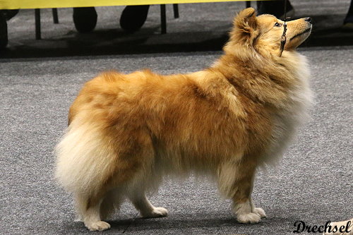 2026.03.14.Offenburg.OKH.Achors Surprise Cover Girl