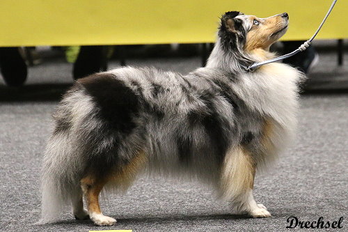 2026.03.14.Offenburg.OKH.Ophelia vom Münzenberger Sheltiecamp