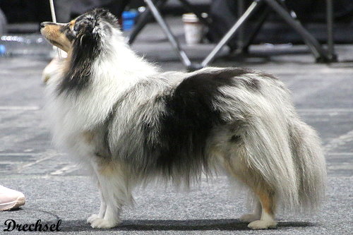 2026.03.15.Offenburg.JKH.Karla Kolumna vom Nixenteich