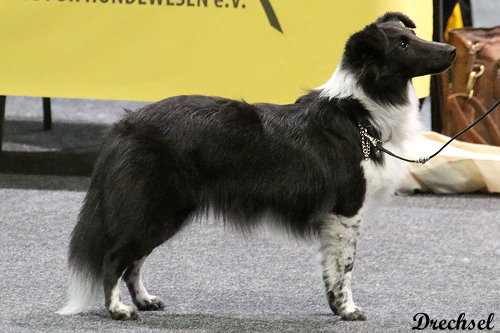 2026.03.15.Offenburg.JüKH.Macy vom Felsenholz